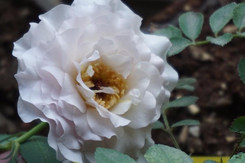 DSC00368.JPG