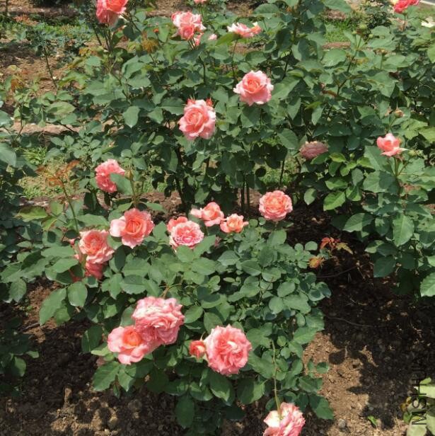 QQ��ͼ20170512165813.jpg