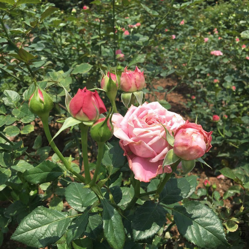 �?��图片_20170512164306.jpg