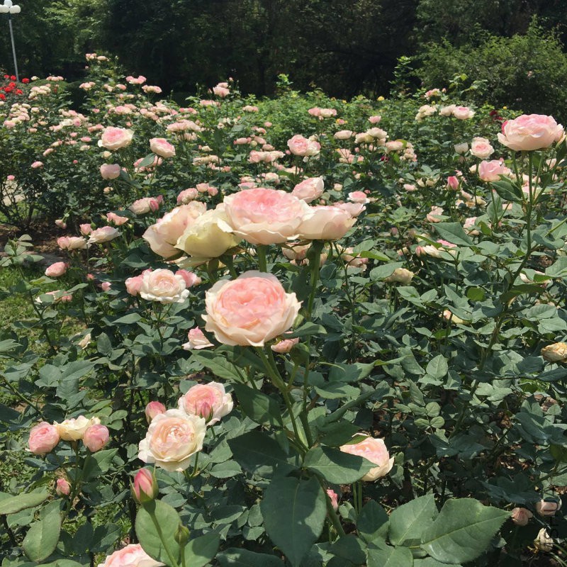 �?��图片_20170512164258.jpg