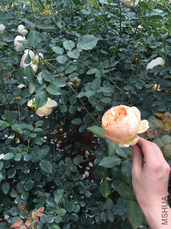 �?��图片_20170512164336.jpg