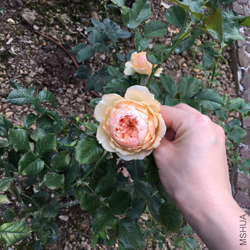 �?��图片_20170512164353.jpg