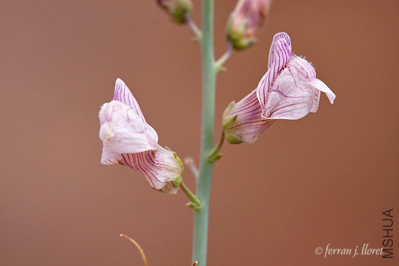 Acanthorrhinum ramosissimum 01.jpg