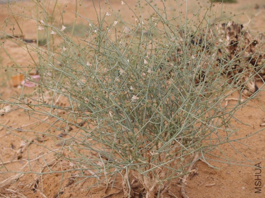 Acanthorrhinum ramosissimum_ Ougarta_Benhouhou.jpg