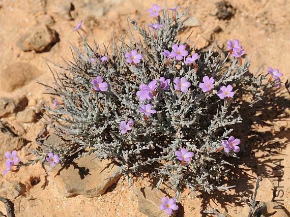 campylanthusspinherb3.jpg