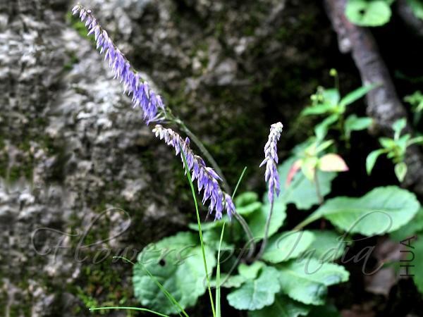 Himalayan Wulfenia.jpg