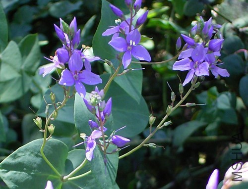 derwentia-perfoliata.jpg