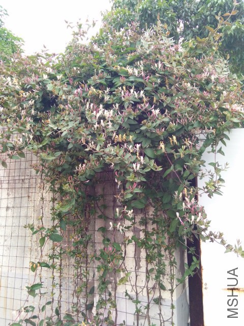 QQͼƬ20170510161624_meitu_3.jpg