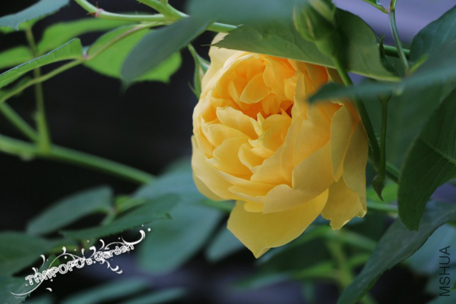 IMG_1463_meitu_2.jpg