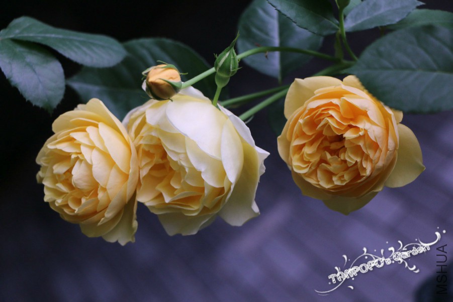 IMG_1474_meitu_3.jpg