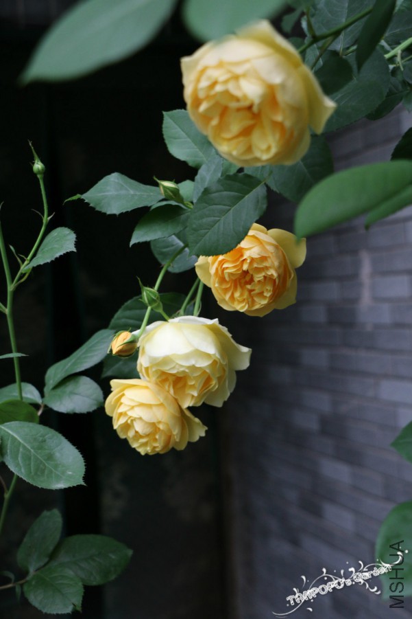 IMG_1482_meitu_5.jpg