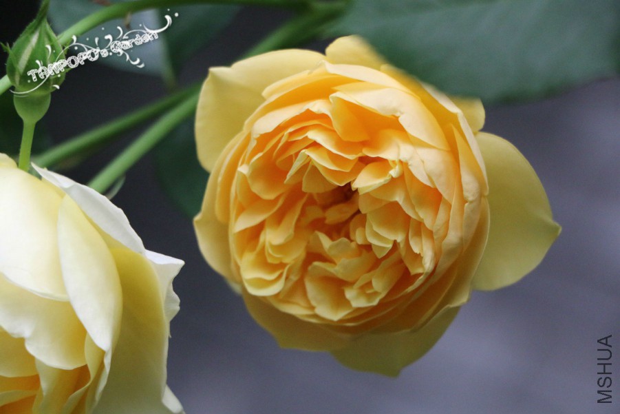 IMG_1475_meitu_4.jpg