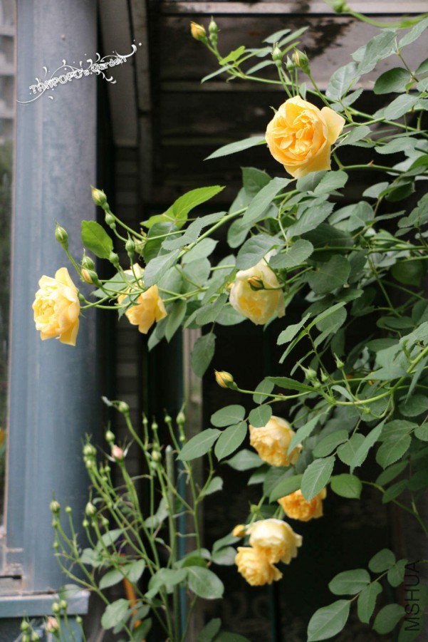 IMG_1504_meitu_7.jpg