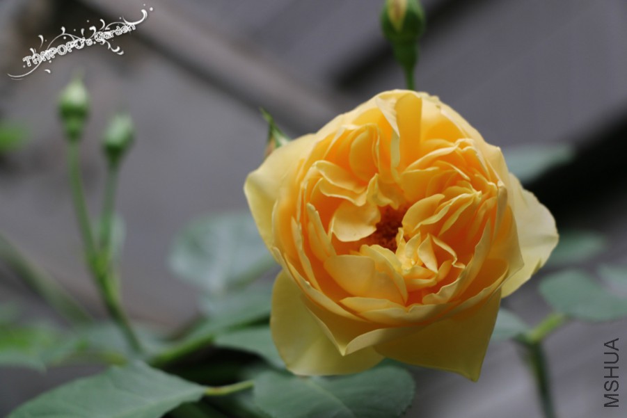 IMG_1484_meitu_6.jpg
