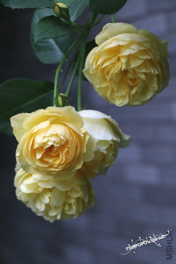 IMG_1512_meitu_8.jpg