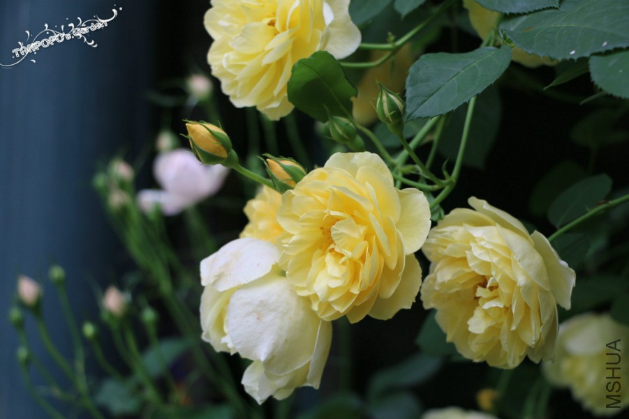 IMG_1538_meitu_10.jpg