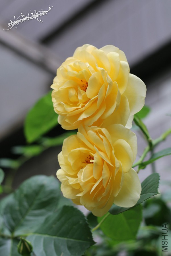 IMG_1558_meitu_12.jpg