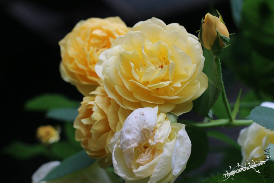 IMG_1557_meitu_11.jpg