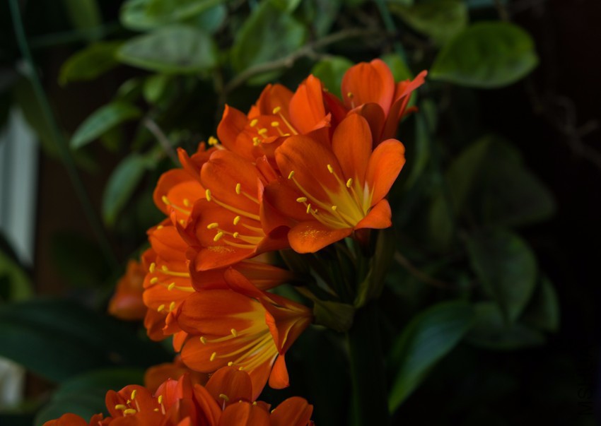 DSC03360.jpg