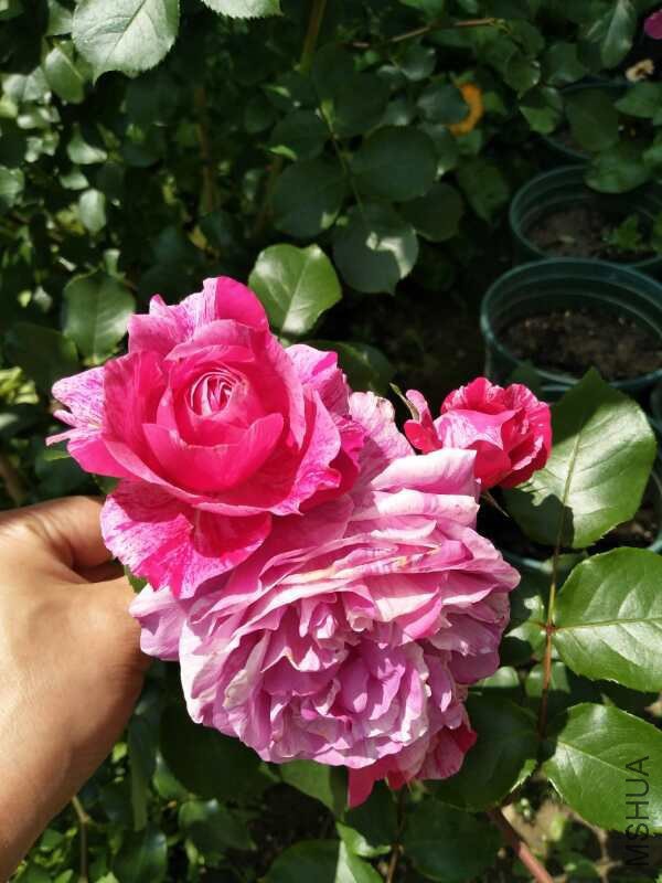 ����ɯ˿��