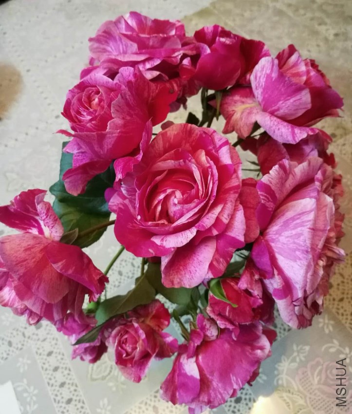 ����ɯ˿��