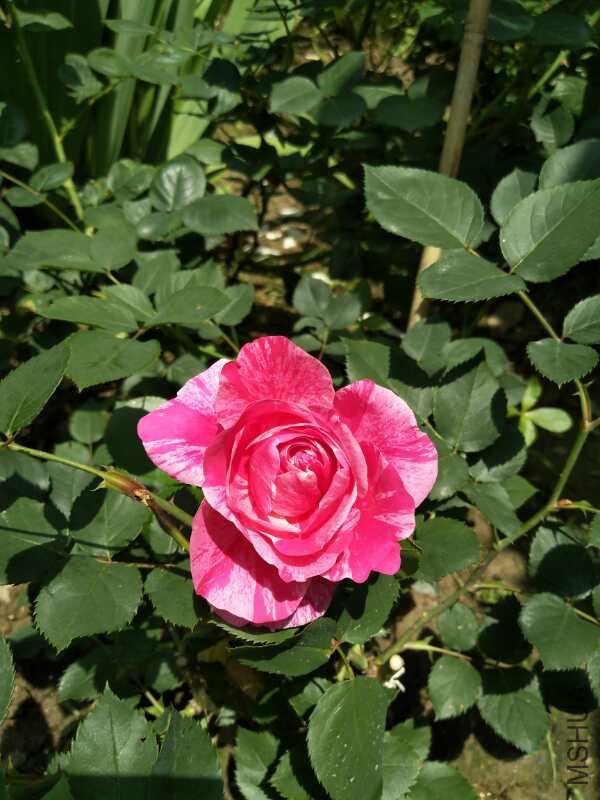 ����ɯ˿��