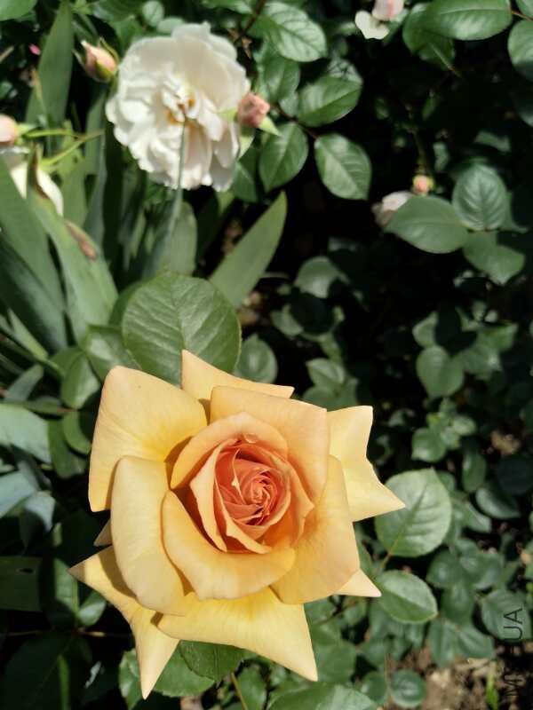 ò���ǳ���