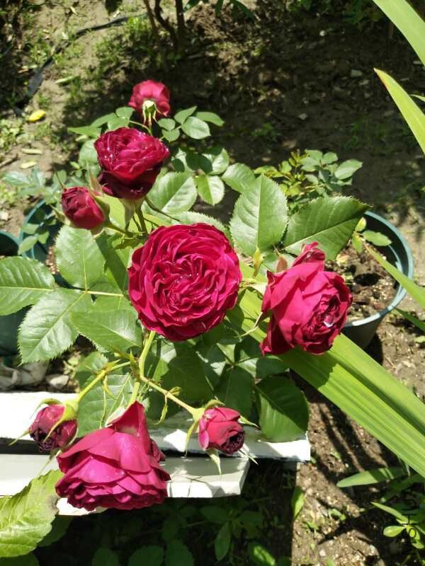 �µ�������ղ��˹������