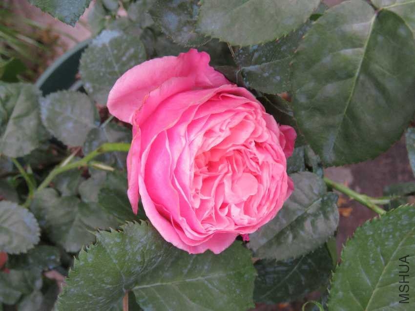 30207296_Unknown.JPG