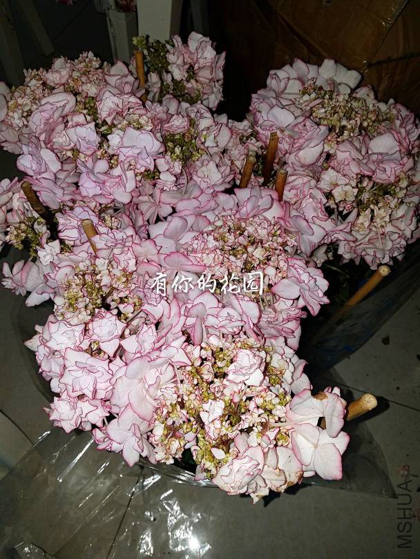 020945q9m5803nhempo8xi.jpg