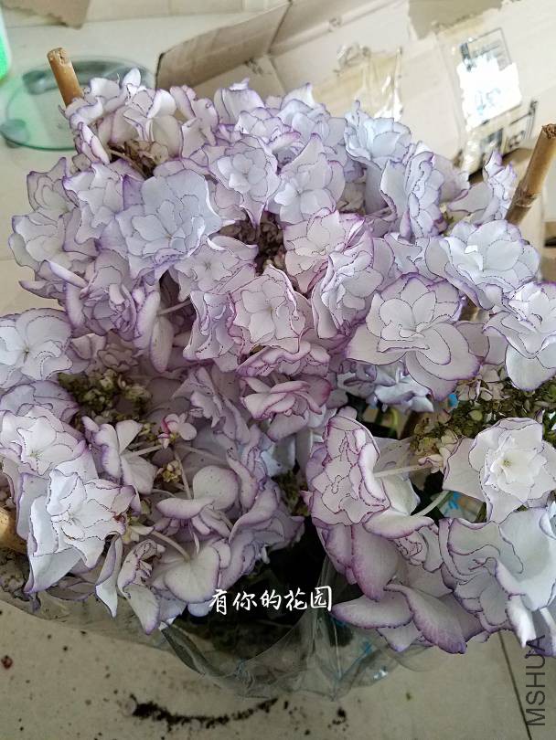 020947n9diwifpdpfopqfb.jpg