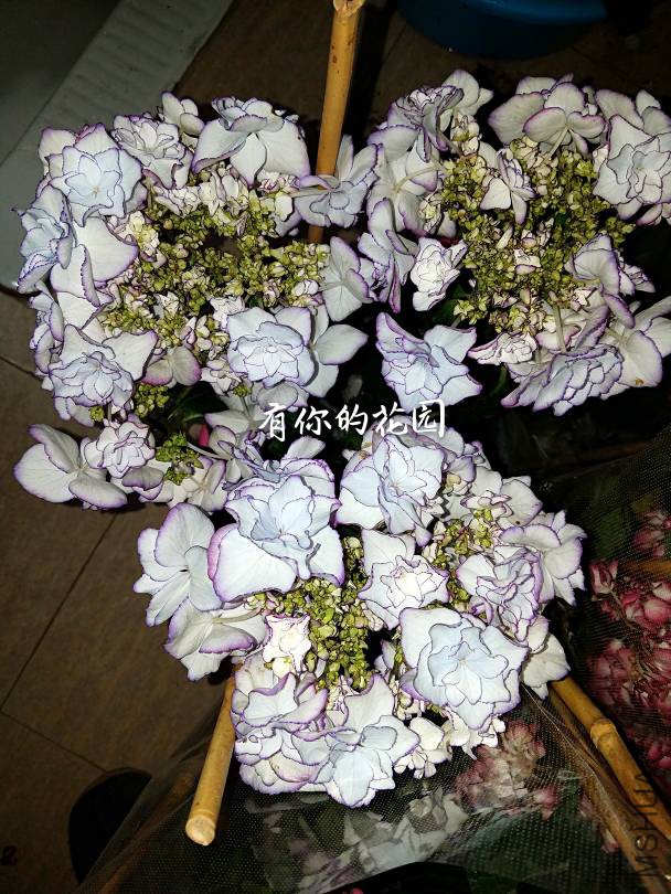 020948l7cad5onduo7goq9.jpg