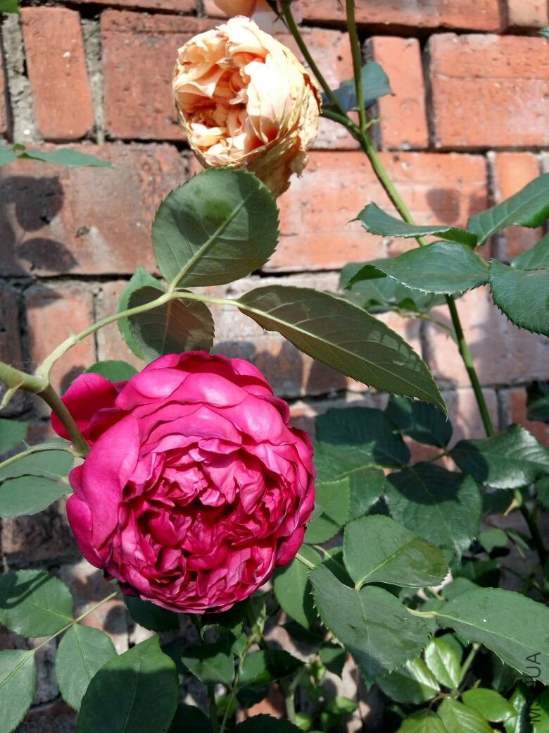 080820gtkttdpncdu20pfn.jpg