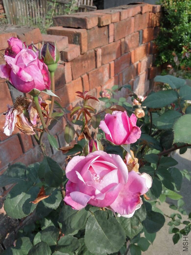 080826up30p610duv0pkgu.jpg