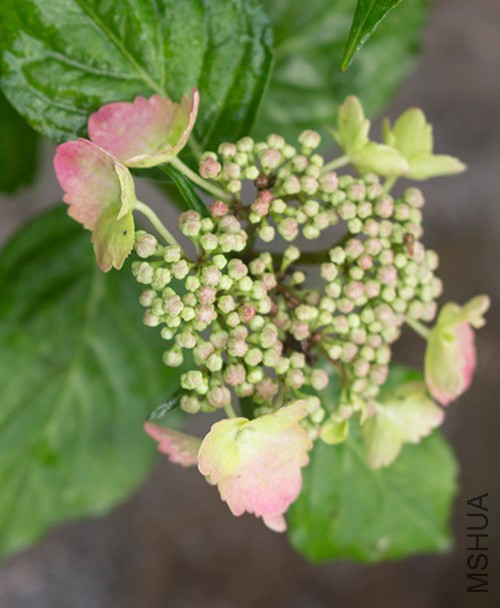 IMG_6279jpg0513.jpg