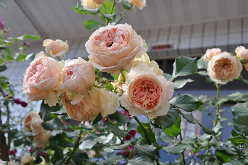 DSC_0425.JPG