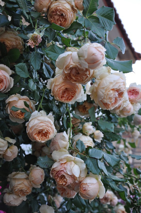 DSC_0338.JPG