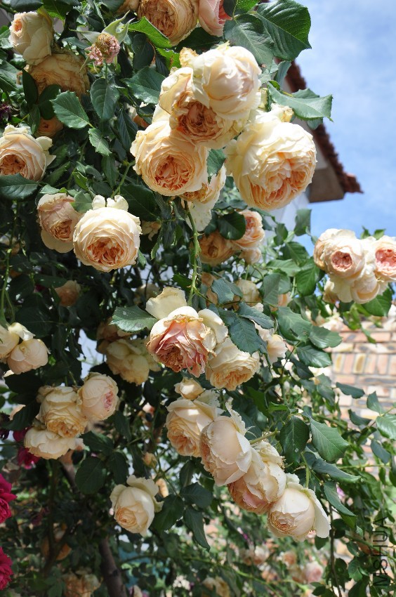 DSC_0423.JPG