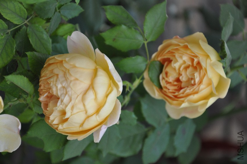 DSC_0351.JPG