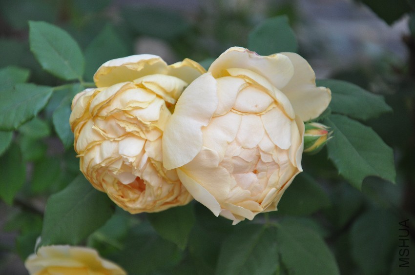 DSC_0352.JPG