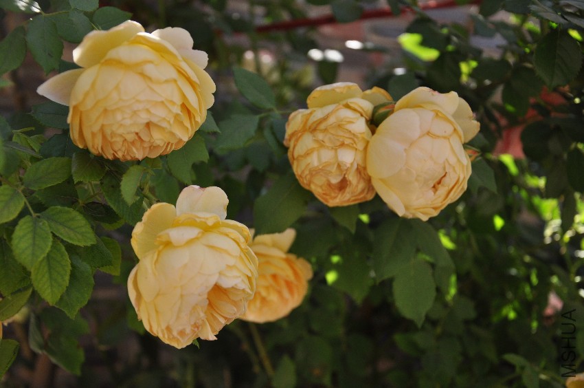 DSC_0372.JPG