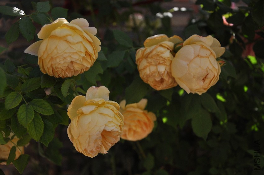 DSC_0371.JPG