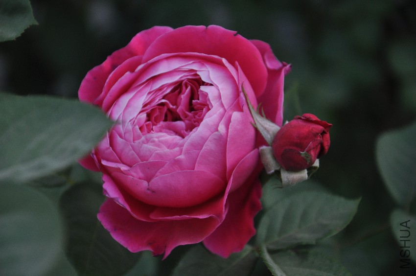 DSC_0330.JPG