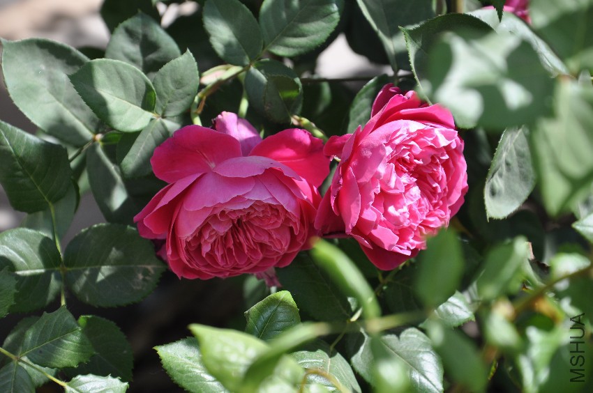 DSC_0404.JPG