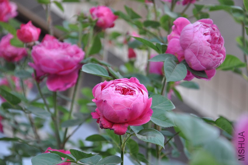 DSC_0340.JPG