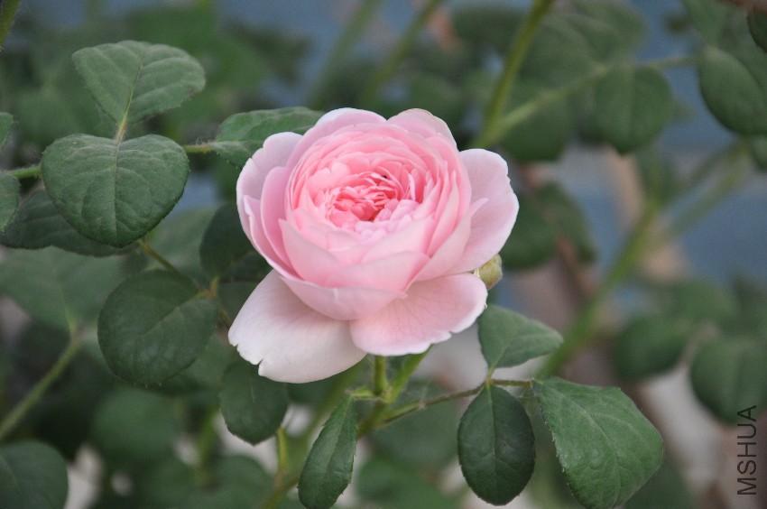 DSC_0322.JPG