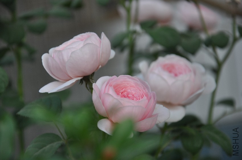 DSC_0323.JPG