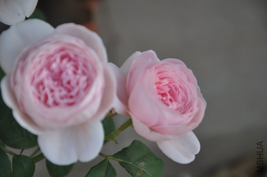 DSC_0360.JPG