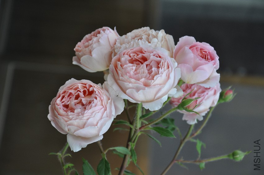 DSC_0342.JPG