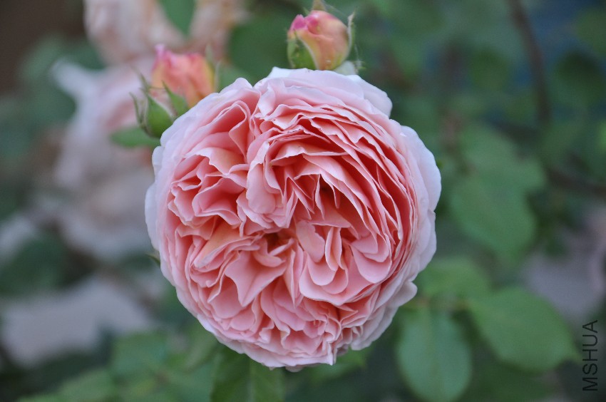 DSC_0341.JPG
